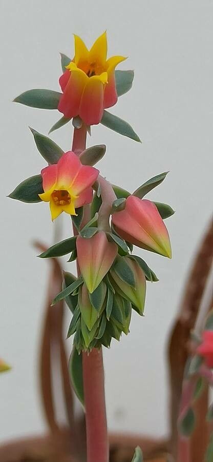 Echeveria secunda flower