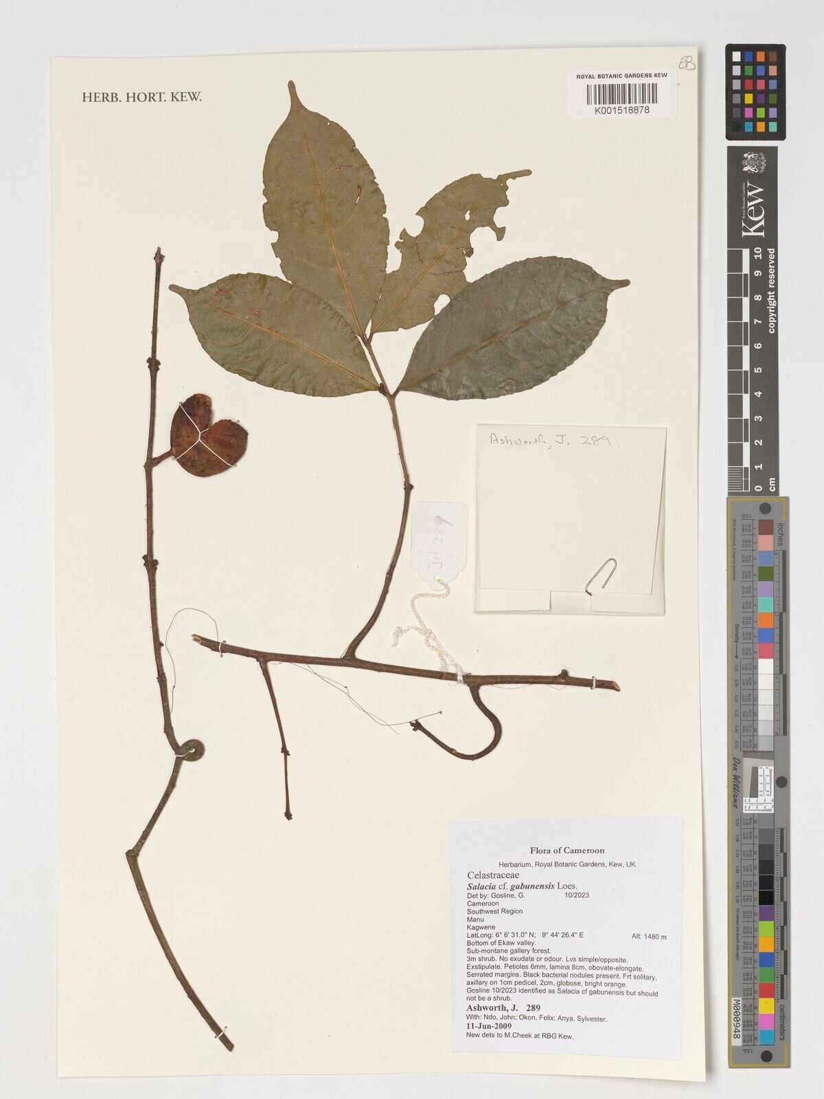 Salacia gabunensis — houseplant care guide