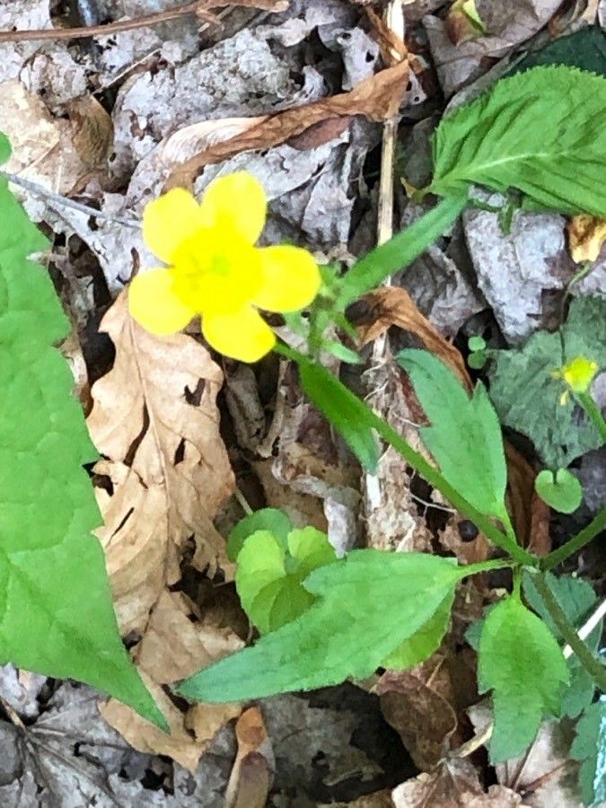 Ranunculus hispidus flower