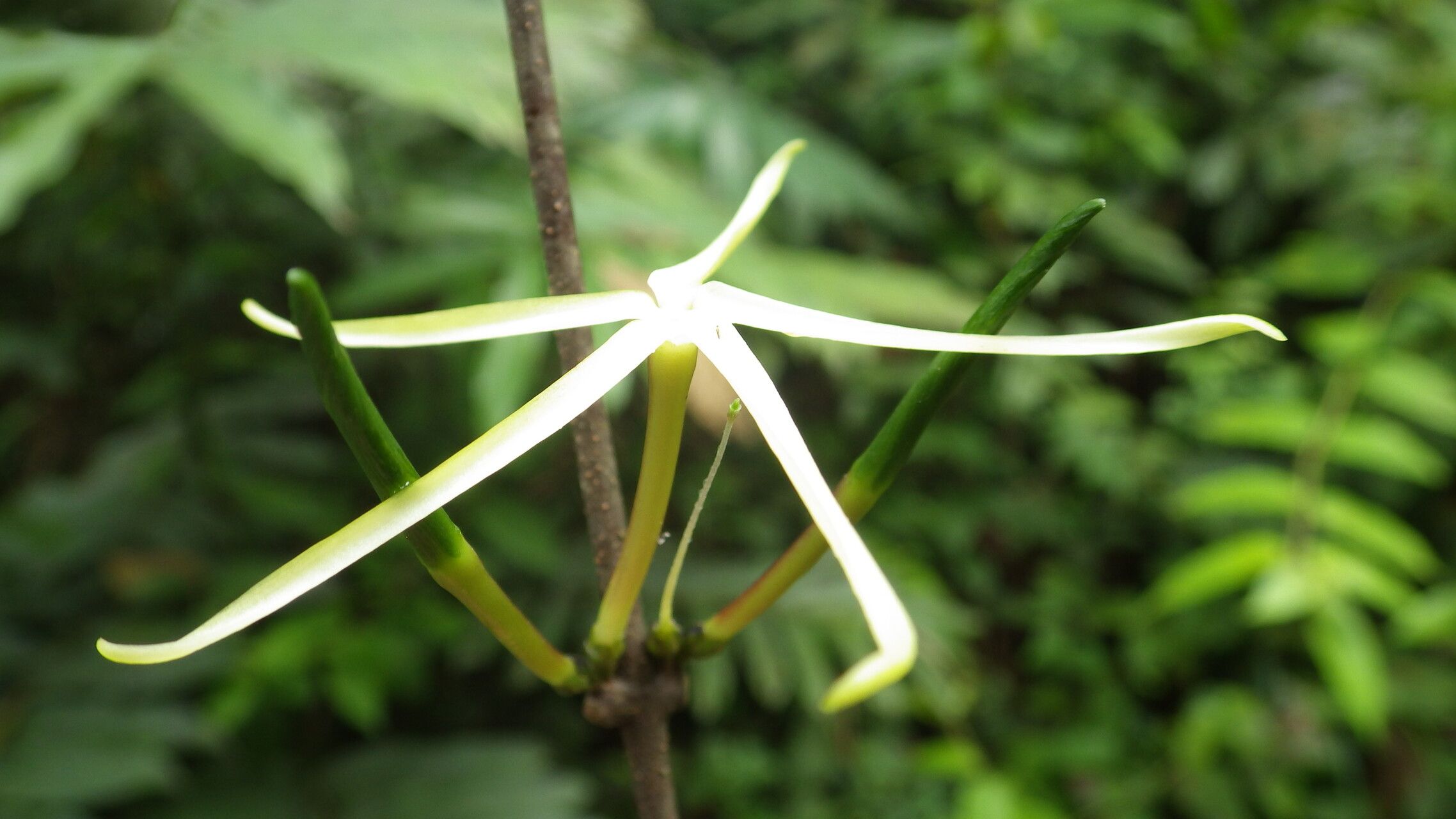 Landolphia stenogyna flower