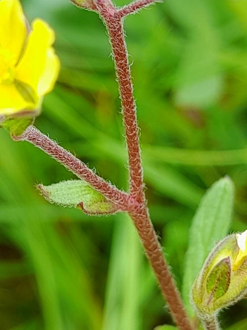 Helianthemum salicifolium bark