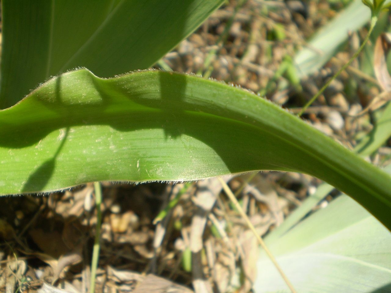 Bellevalia ciliata — related species from the same genus