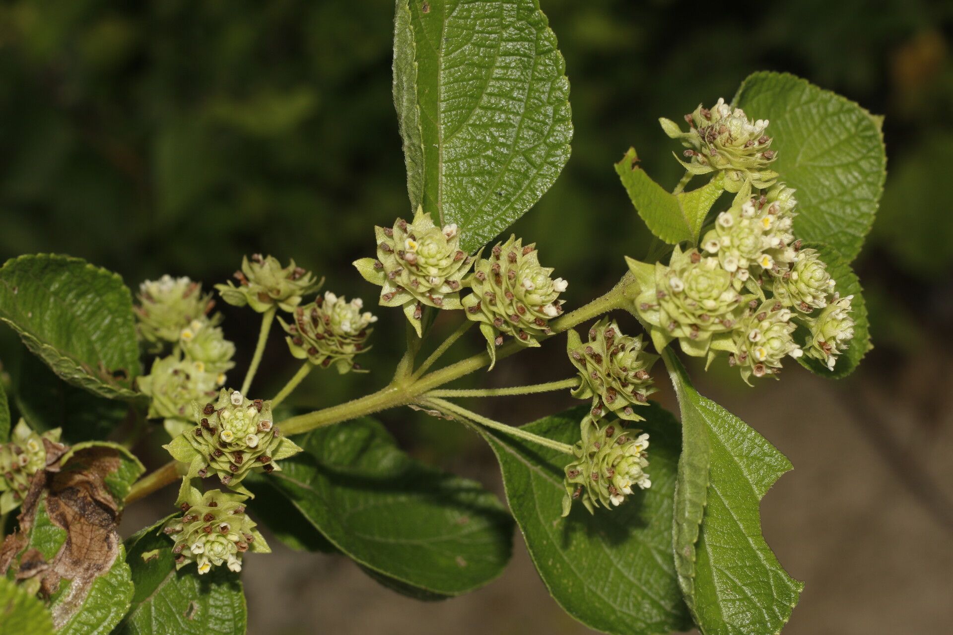 Lippia cardiostegia leaf
