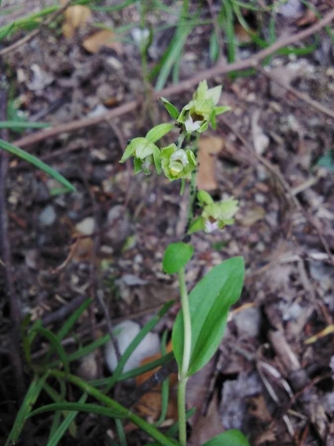 Epipactis rhodanensis habit