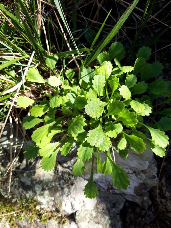 Leucanthemum cuneifolium leaf