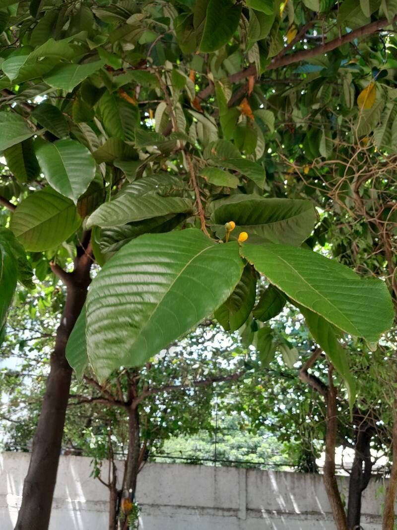 Artocarpus fretessii — search result for 'Artocarpus'