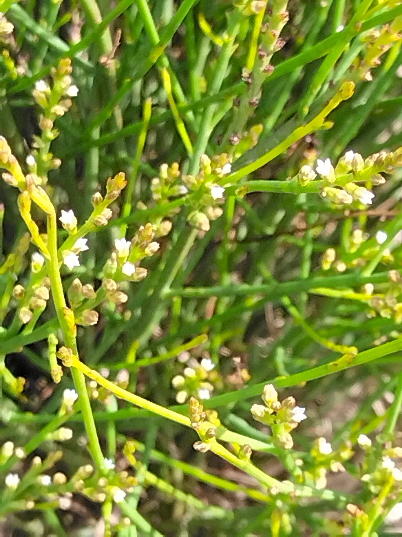 Thesium strictum — search result for 'Thesium'