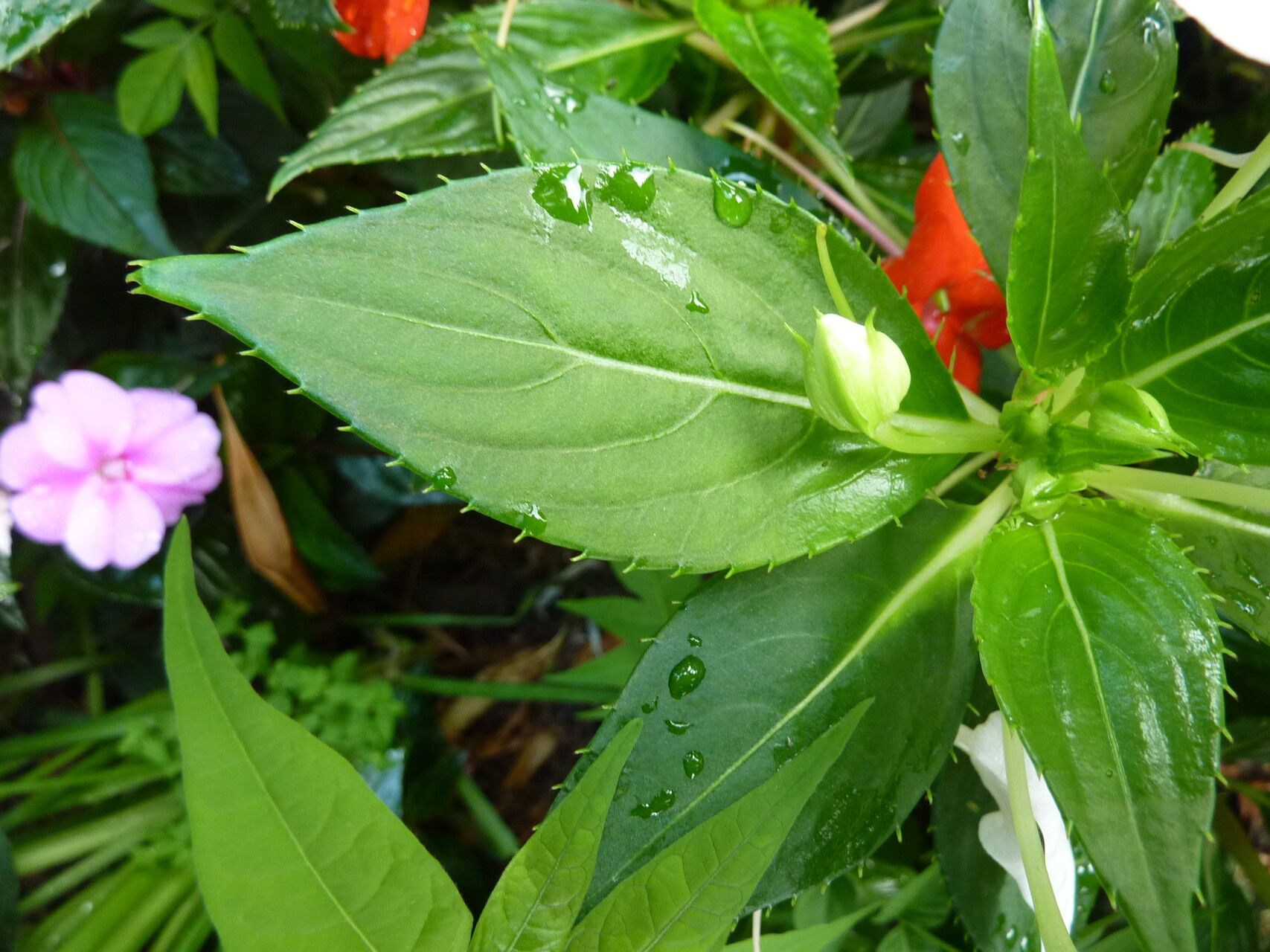 Impatiens sodenii