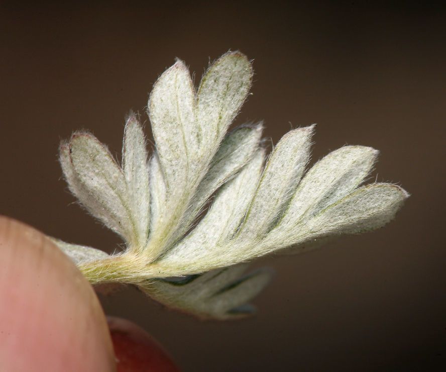 Potentilla pseudosericea leaf