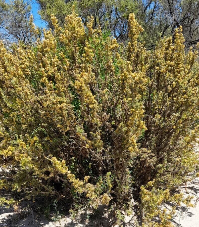 Chuquiraga erinacea habit