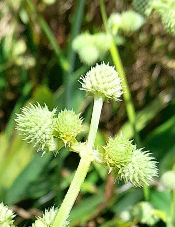 Eryngium elegans flower
