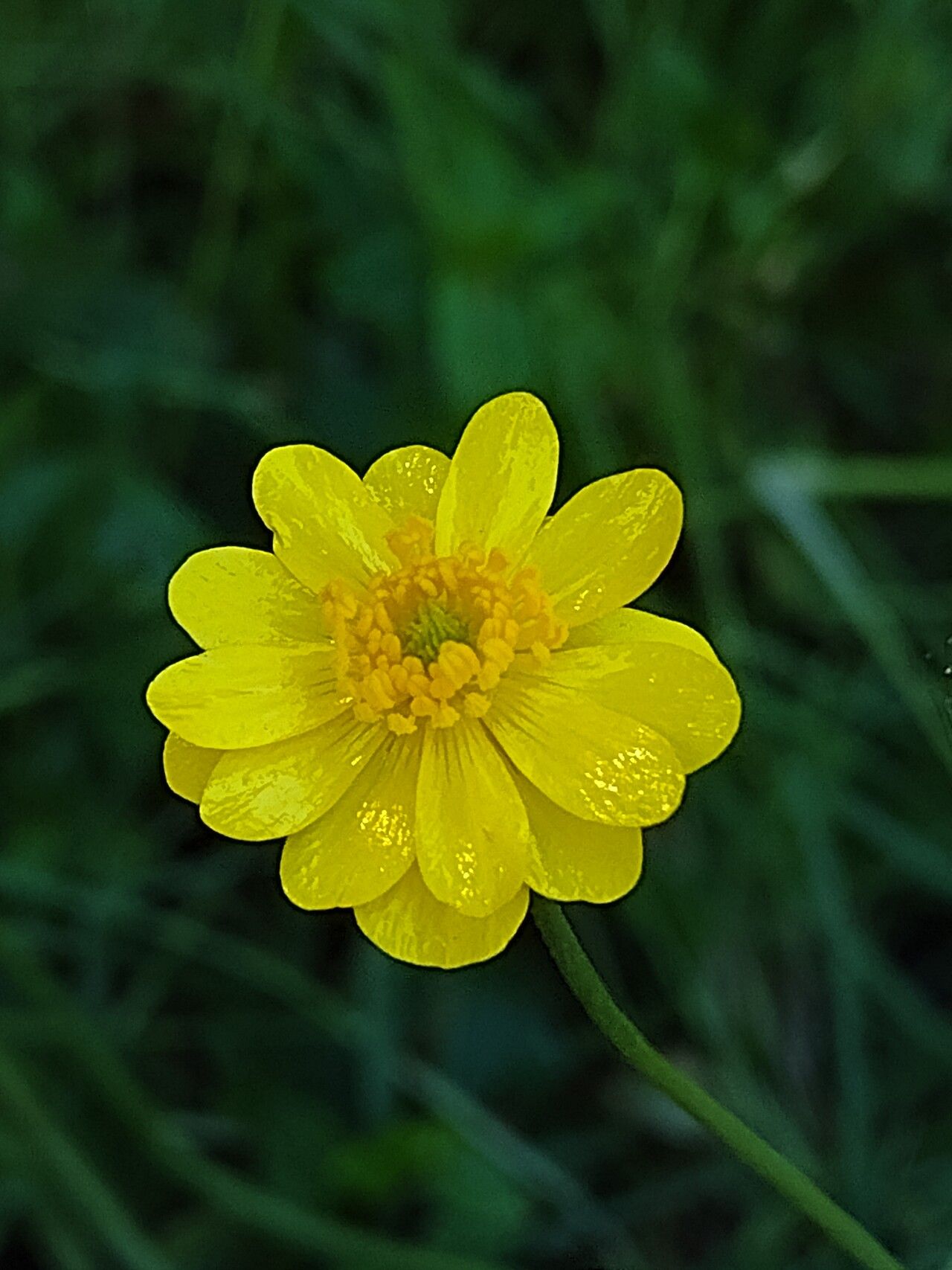 Ranunculus canus — houseplant care guide