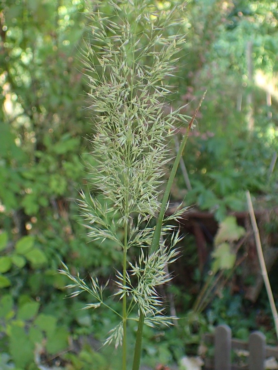 Stipa calamagrostis fruit