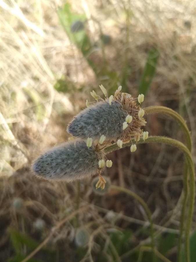 Plantago lagopus fruit