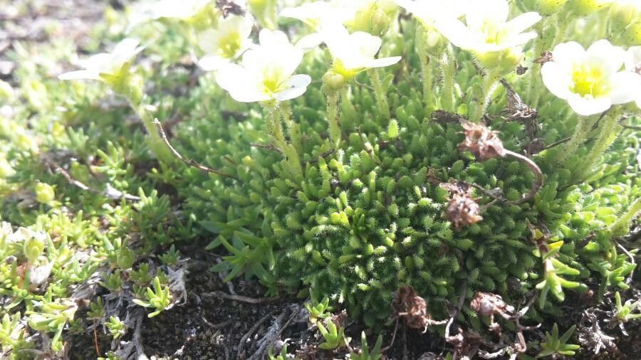 Saxifraga muscoides leaf