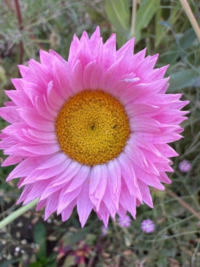Rhodanthe chlorocephala flower