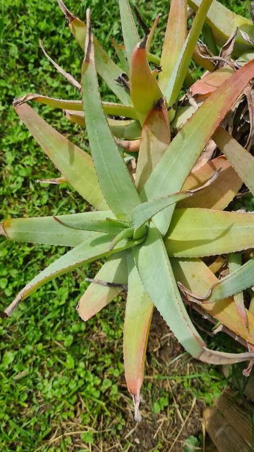 Aloe castanea — search result for 'Castanea'