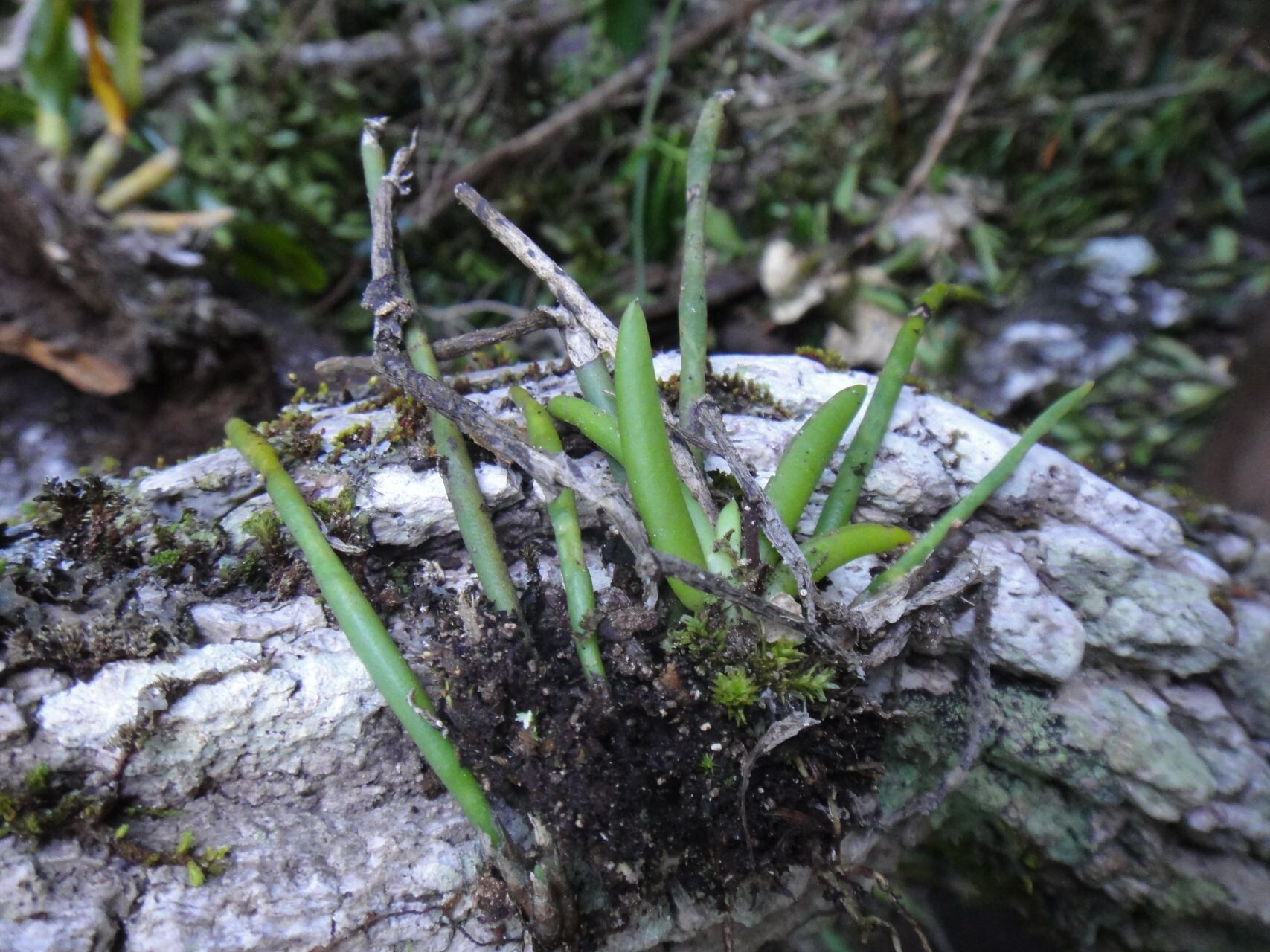 Phreatia limenophylax — related species from the same genus