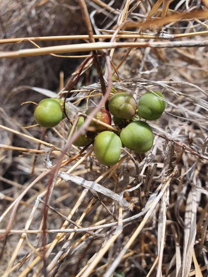 Asparagus racemosus fruit