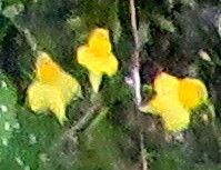 Utricularia flaccida — houseplant care guide