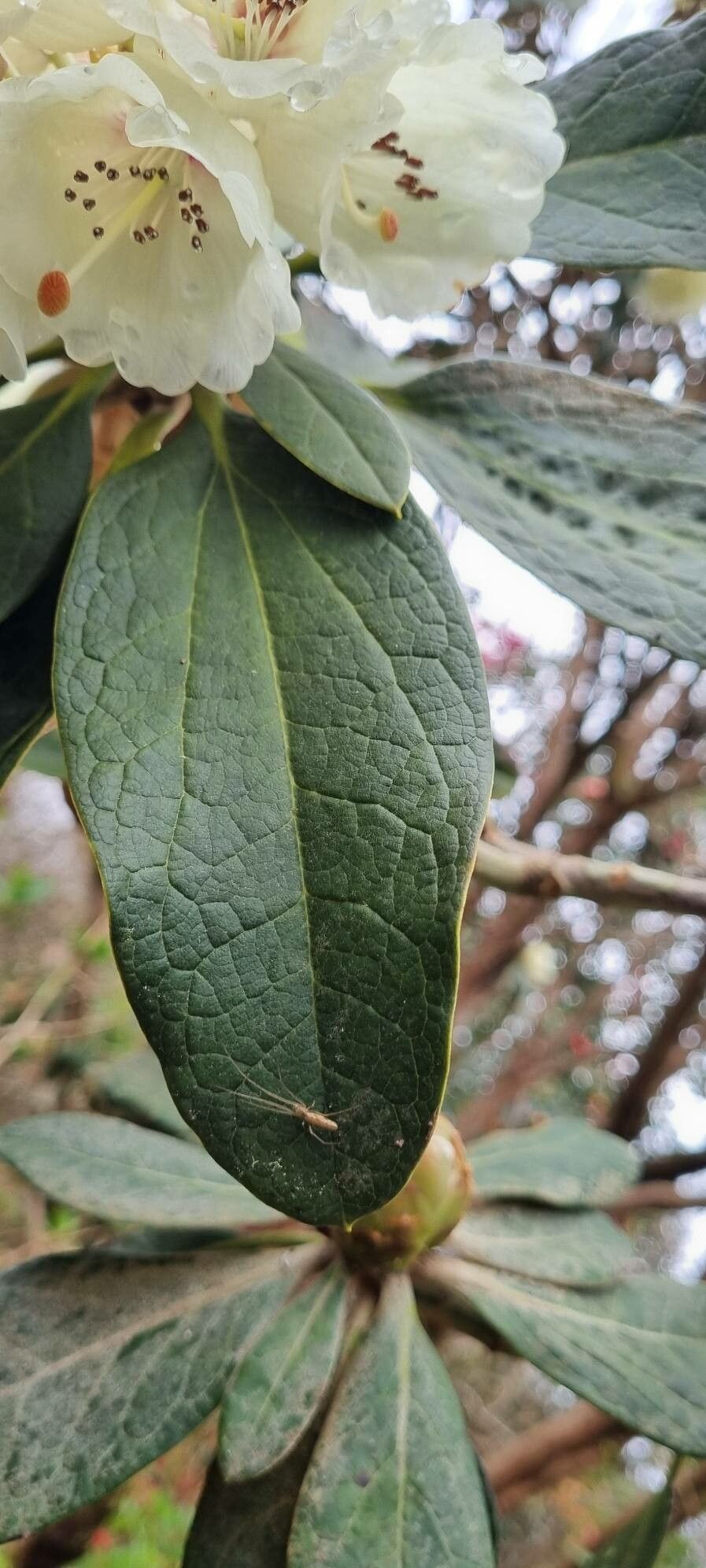 Rhododendron macabeanum — houseplant care guide
