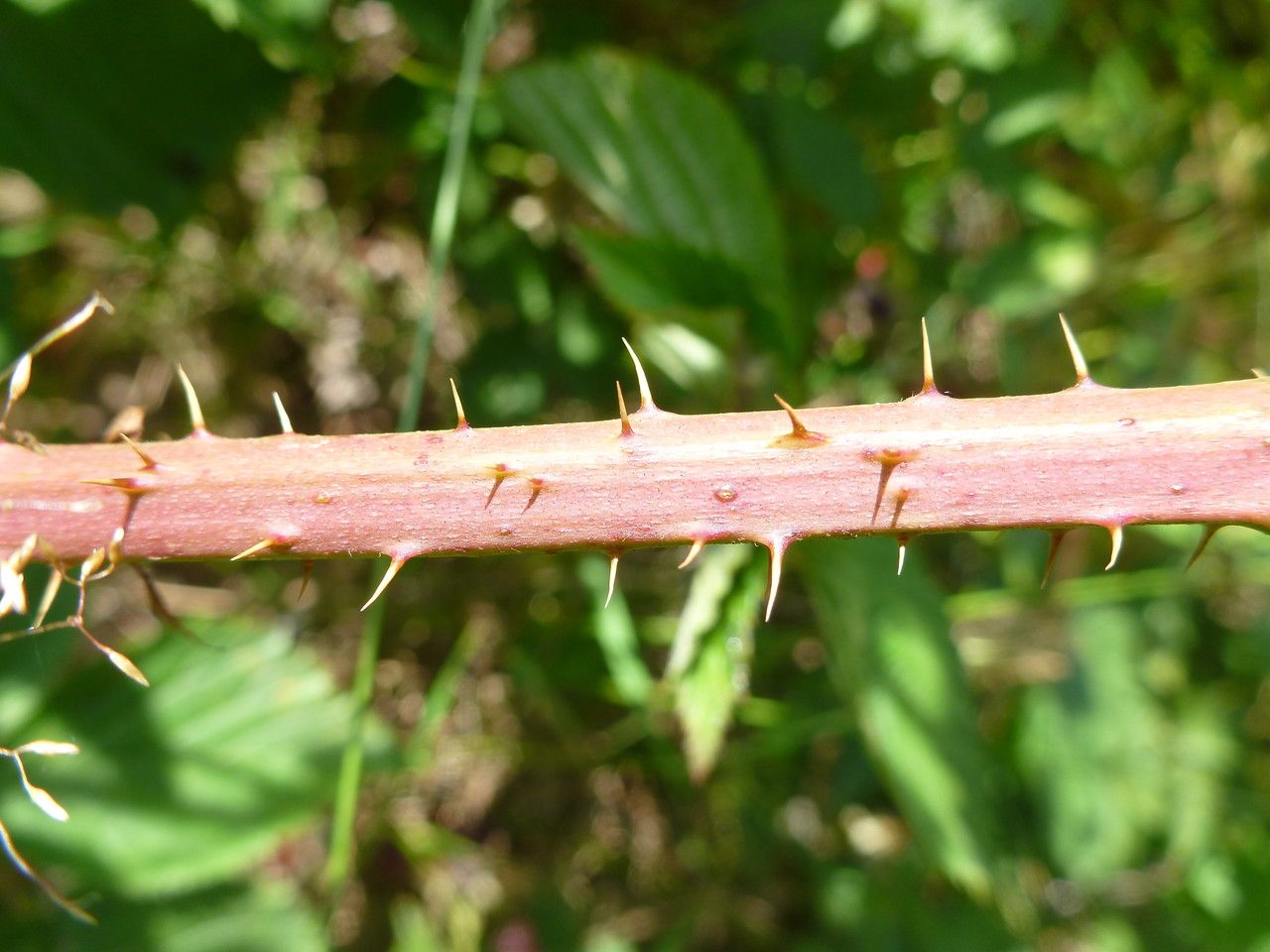 Rubus scissus bark