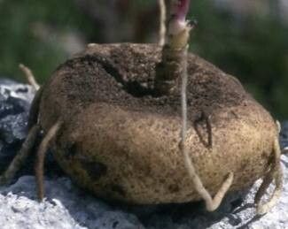 Ceropegia tanzaniensis other