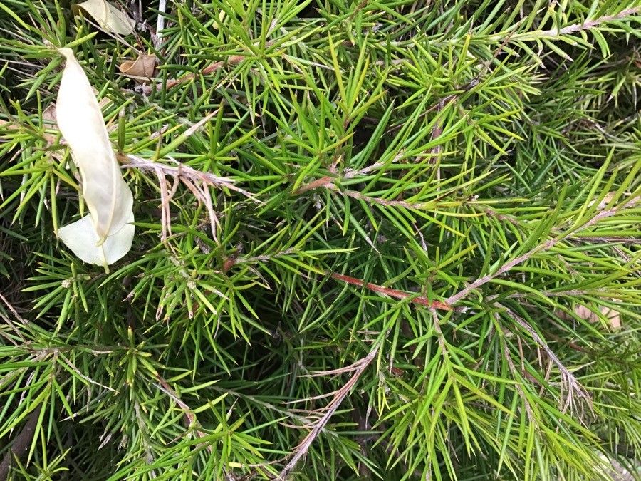 Grevillea juniperina leaf