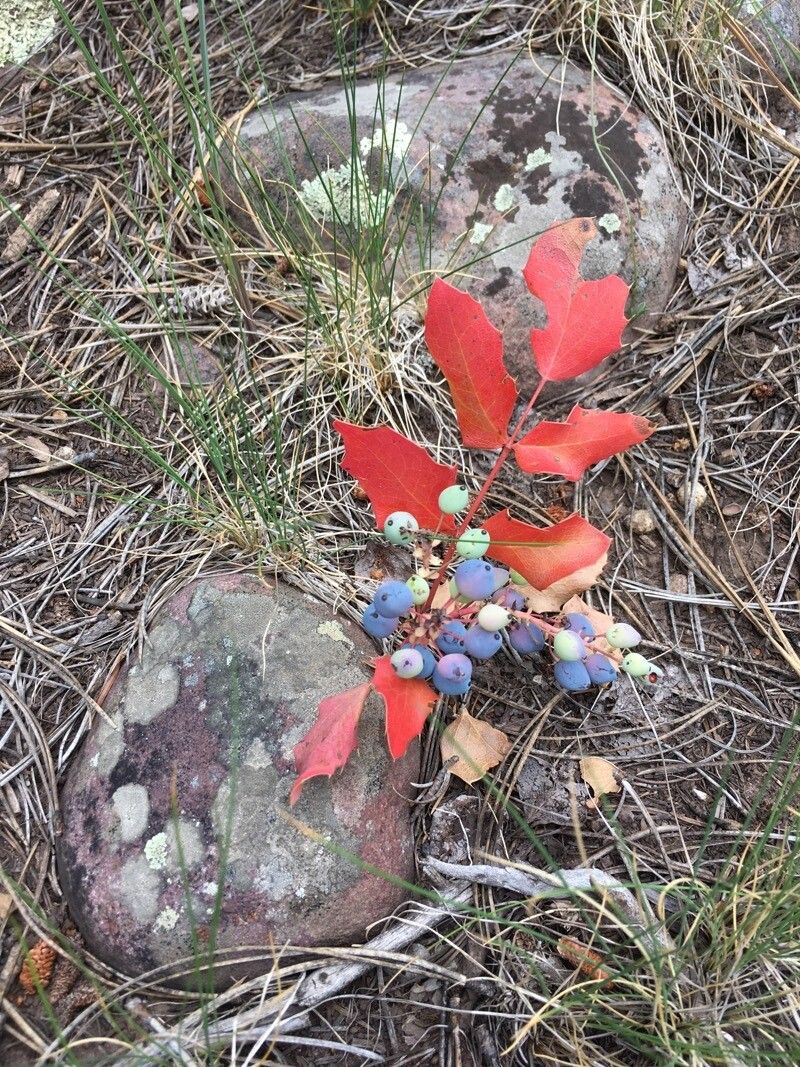 Mahonia repens fruit