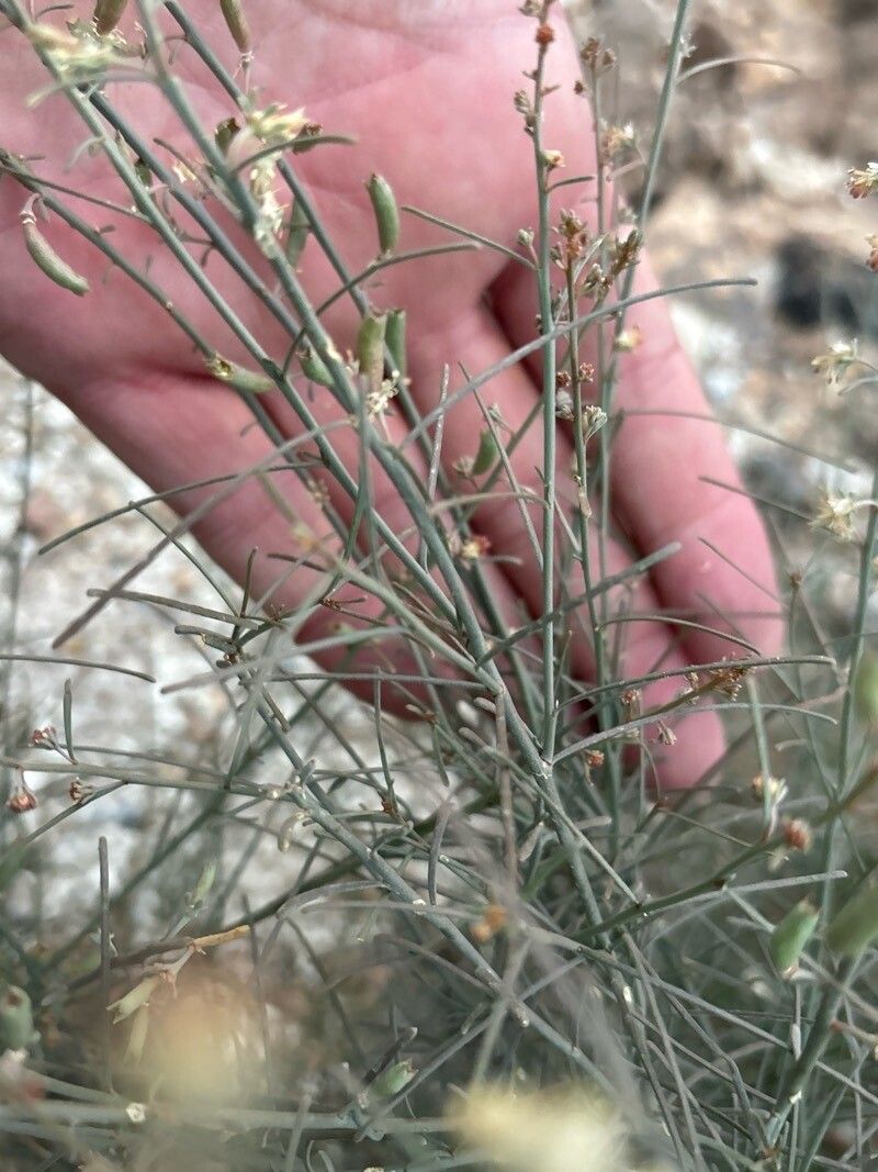 Reseda scoparia — search result for 'Reseda'