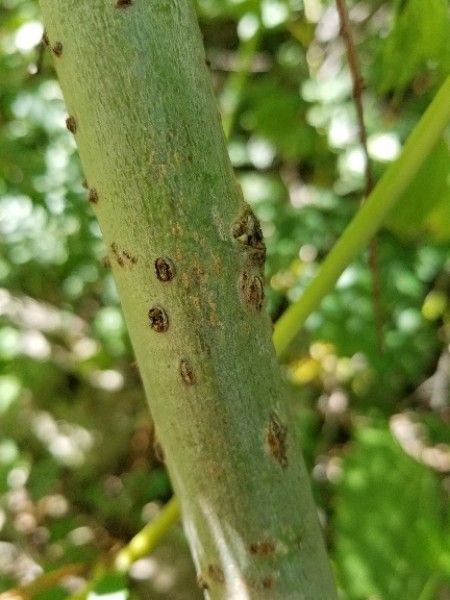 Justicia americana bark