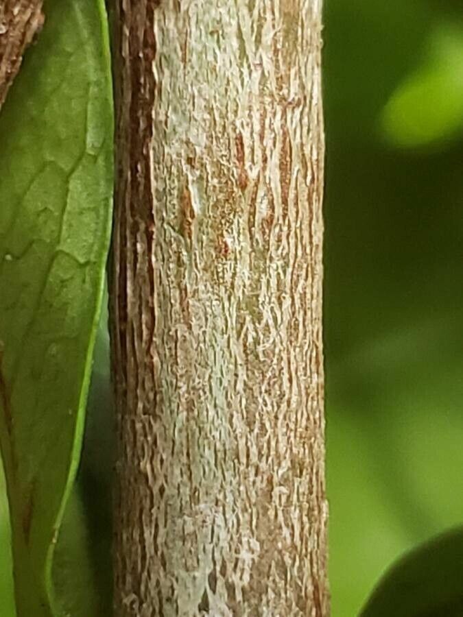 Ixora javanica bark