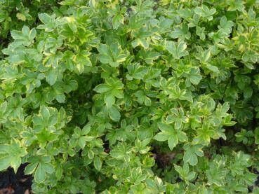 Eleutherococcus sieboldianus — search result for 'Aralia'