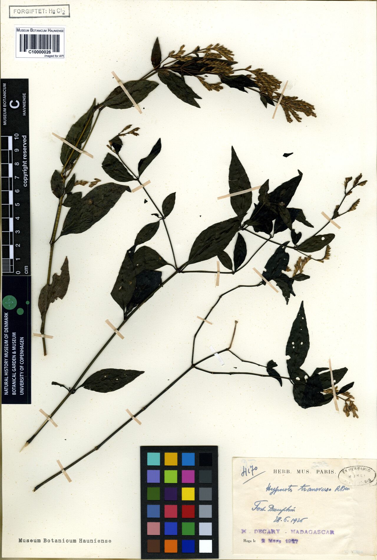 Hypoestes transversa — houseplant care guide