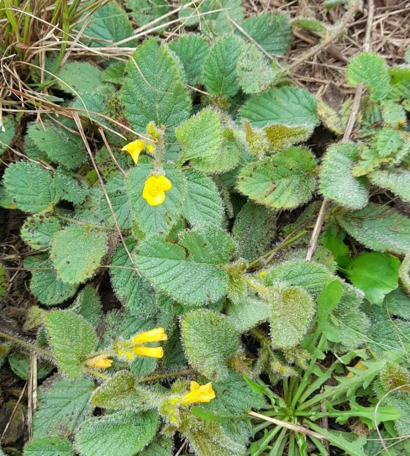 Melochia chamaedrys habit