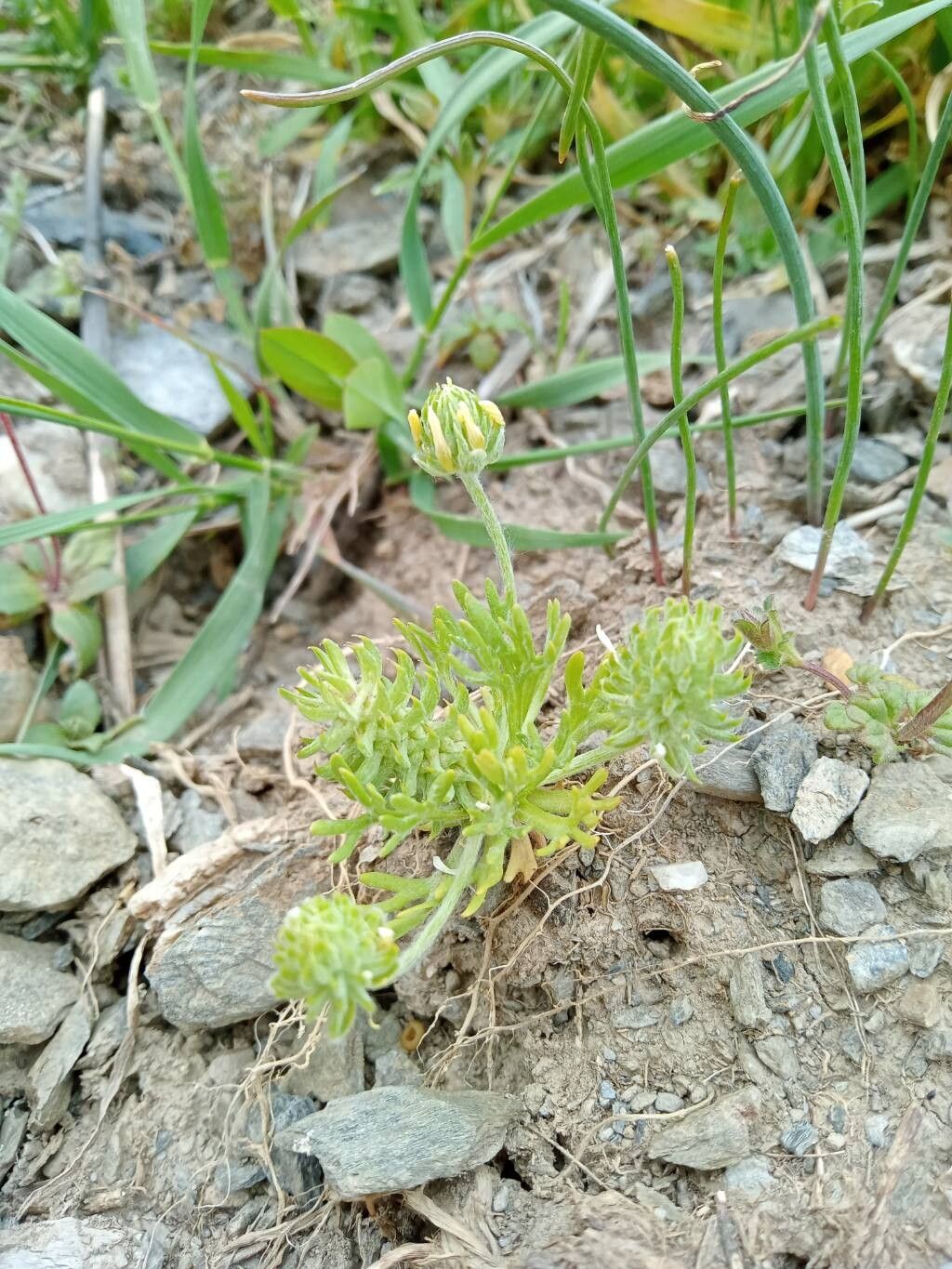 Ranunculus falcatus — houseplant care guide