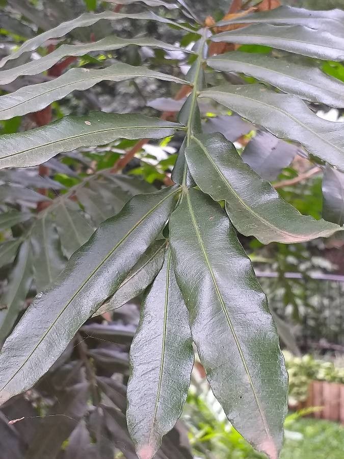 Filicium decipiens — hardiness zone 12 houseplant