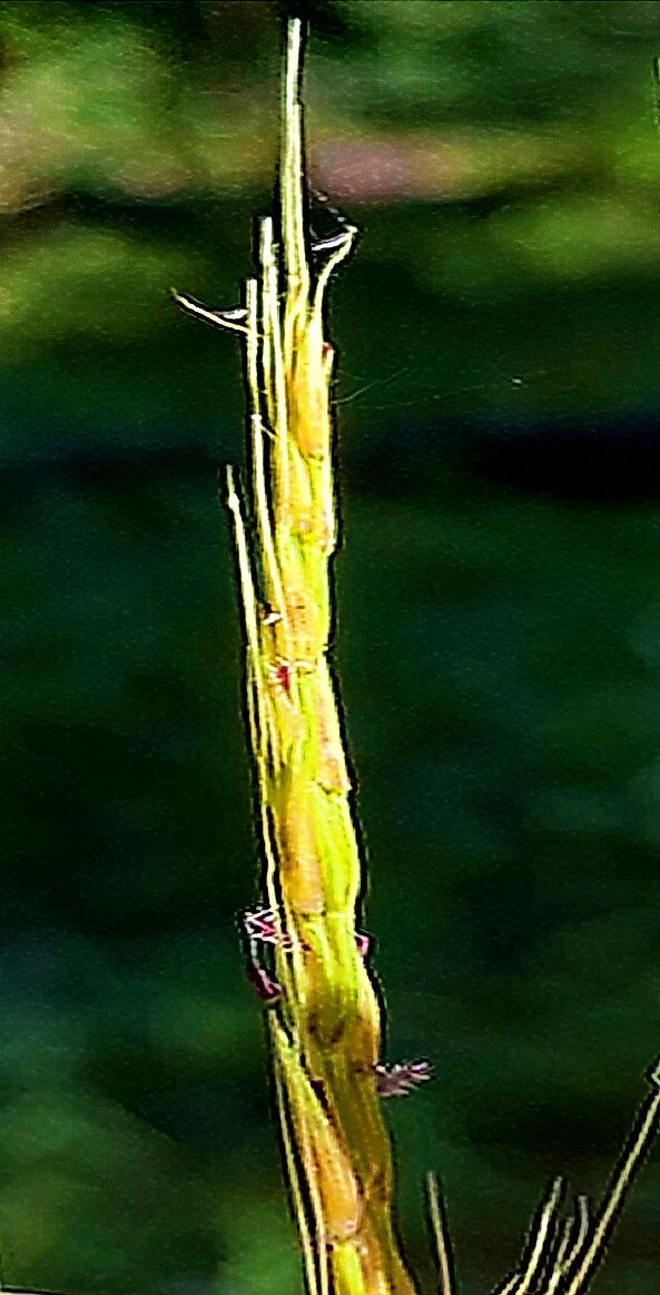Tripidium strictum — related species from the same genus