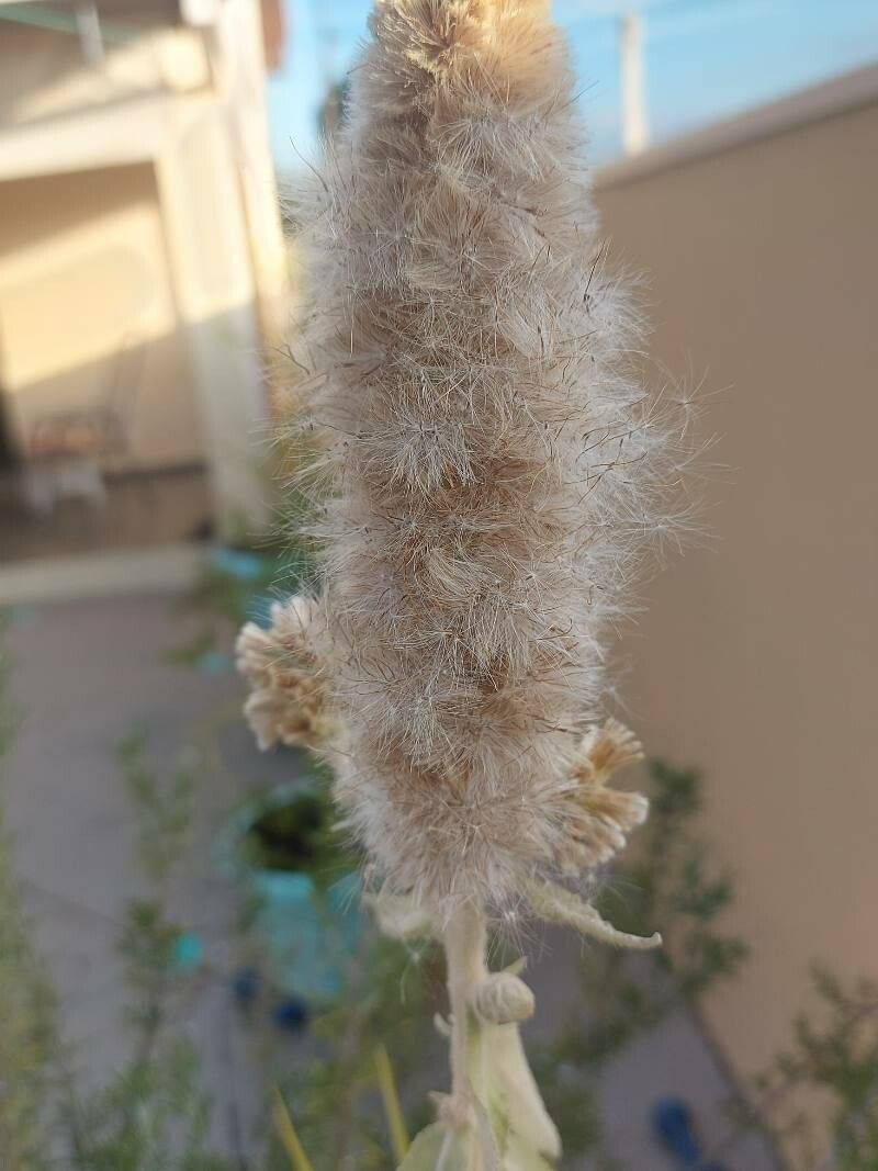 Pterocaulon lanatum flower