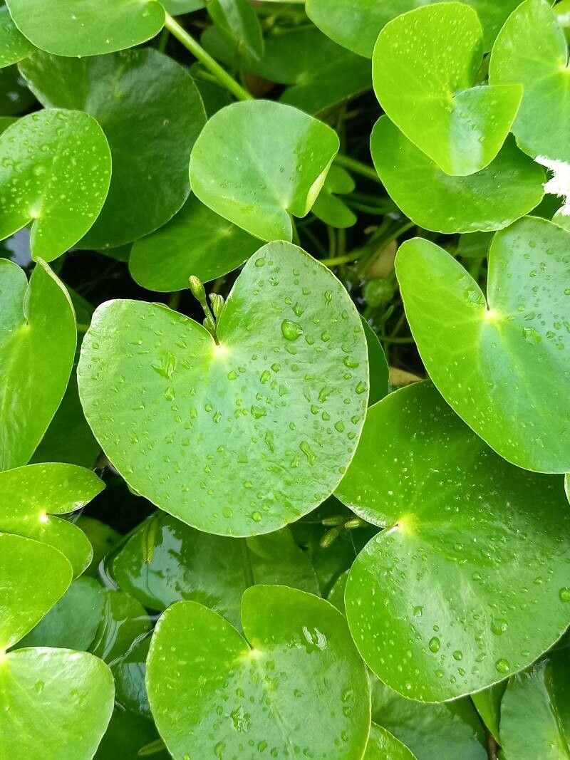 Nymphoides indica — houseplant care guide