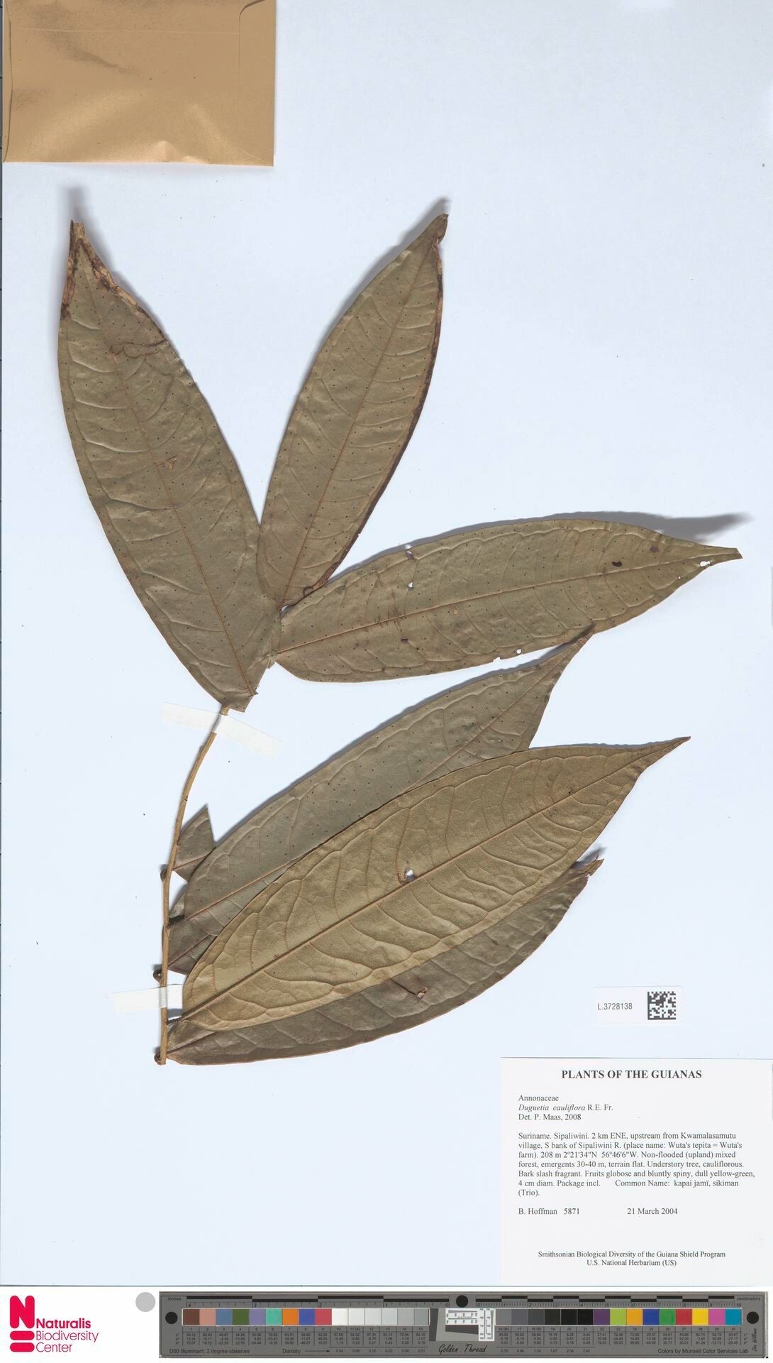 Duguetia cauliflora — houseplant care guide