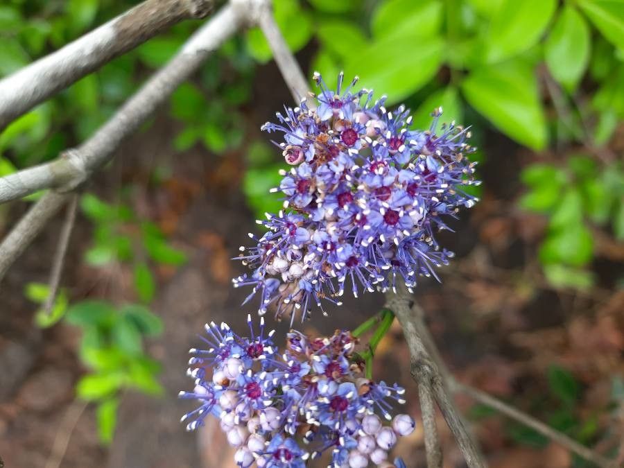Embelia ribes flower