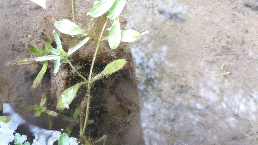 Callitriche palustris bark