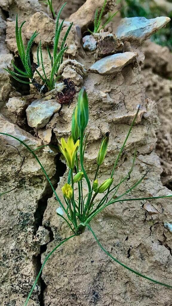 Gagea chlorantha habit