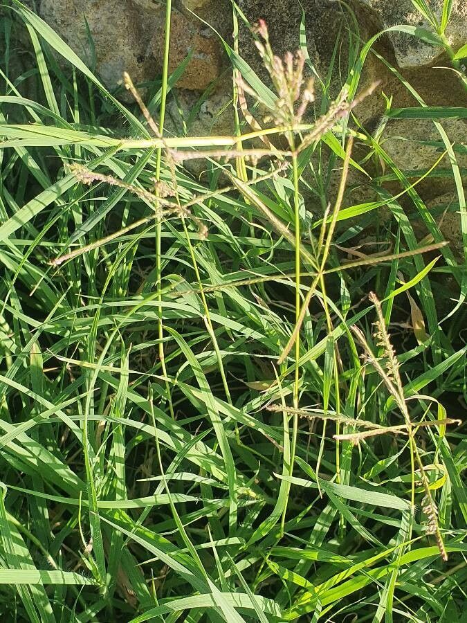 Cynodon plectostachyus leaf