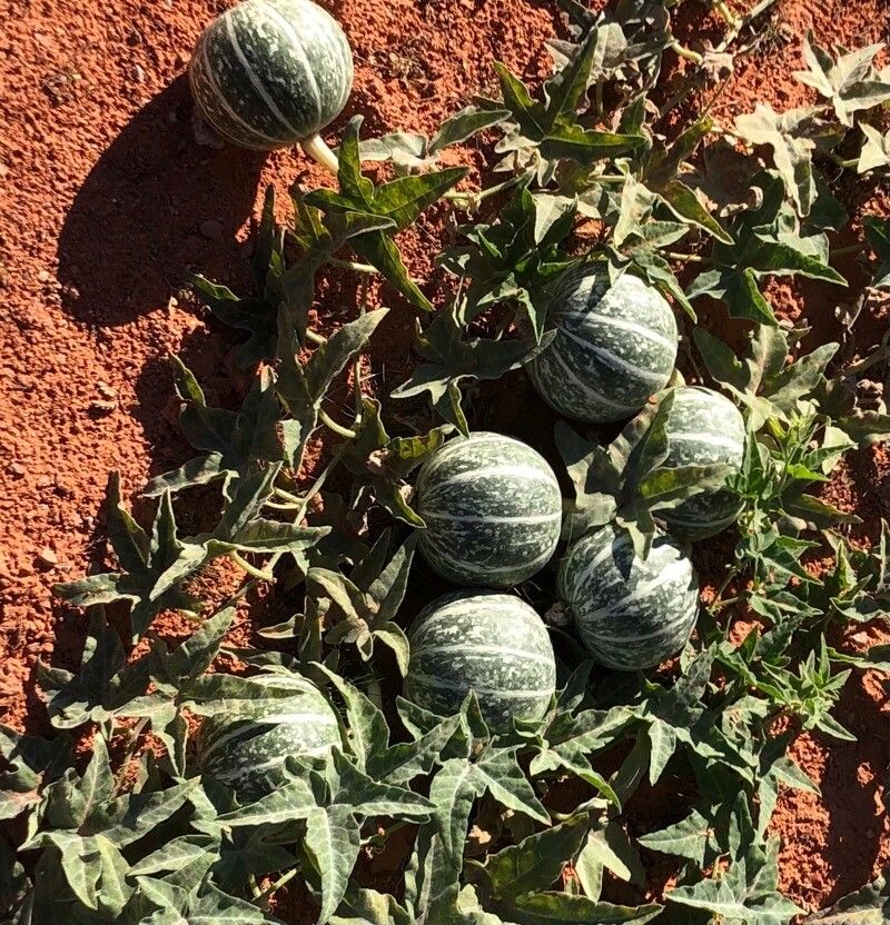 Cucurbita palmata fruit