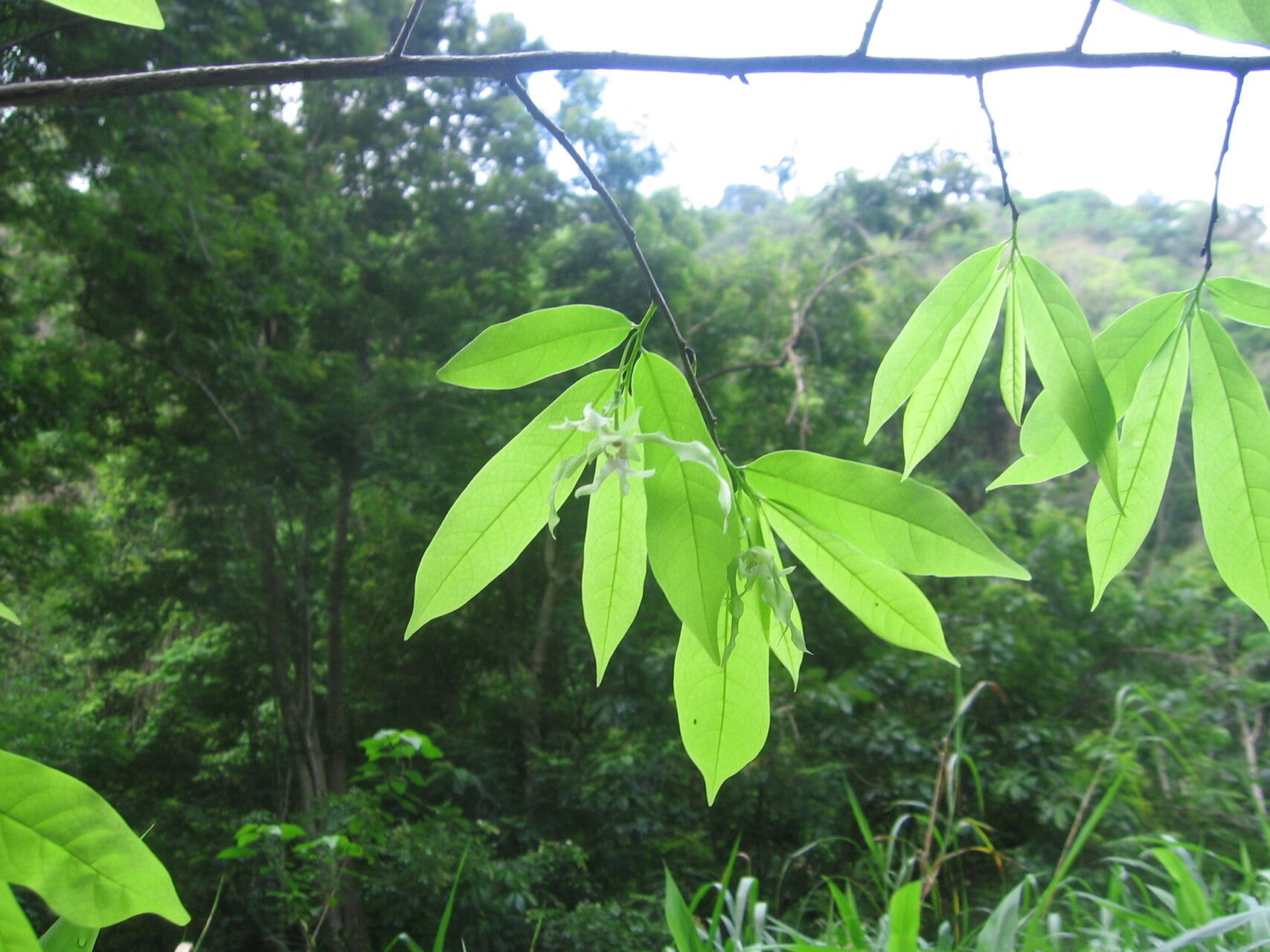 Monodora hastipetala leaf
