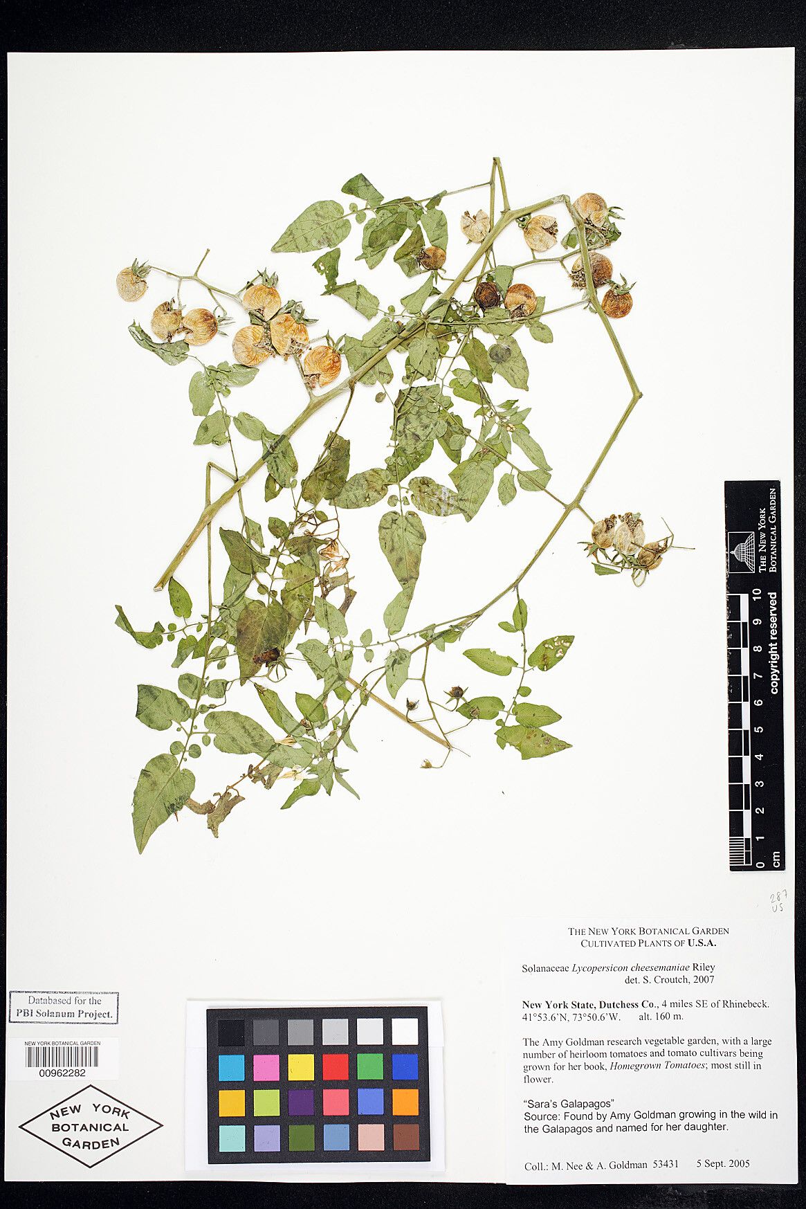 Solanum cheesmaniae other