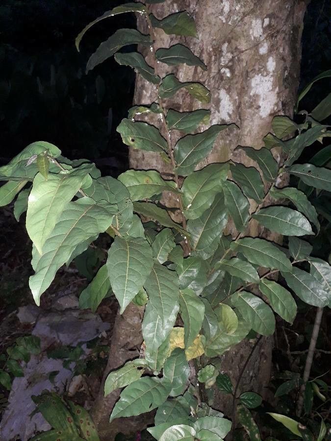 Ficus barclayana leaf