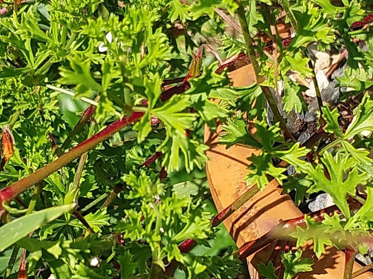 Pelargonium ternatum leaf